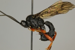 Spudaeus scaber