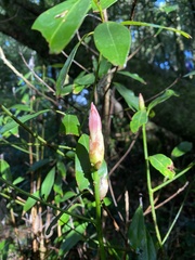 Machilus japonica