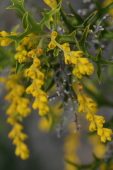 Synaphea polymorpha