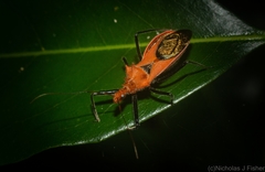 Gminatus wallengreni