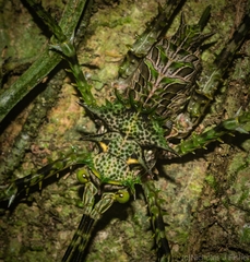 Phricta aberrans