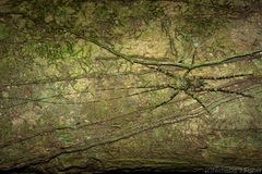 Phricta aberrans