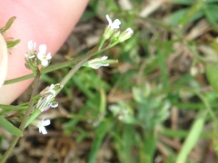Planodes virginicum