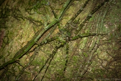 Phricta aberrans