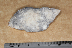 Rapaninae