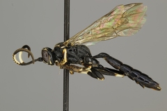 Coelichneumon navus