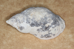 Rapaninae