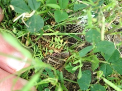 Planodes virginicum