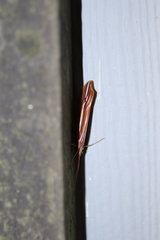 Psychoglypha bella