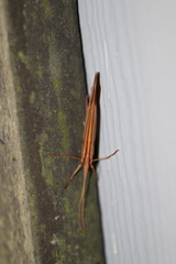 Psychoglypha bella