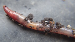 Dendrodrilus rubidus