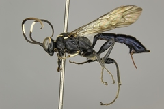 Coelichneumon punctifer