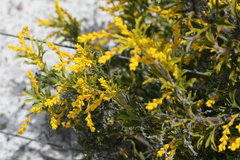 Synaphea polymorpha