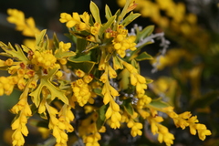 Synaphea polymorpha