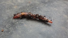 Dendrodrilus rubidus