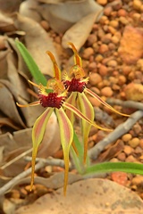 Caladenia longiclavata