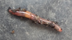 Dendrodrilus rubidus