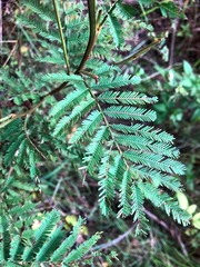 Acacia irrorata