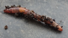 Dendrodrilus rubidus