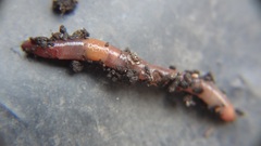 Dendrodrilus rubidus