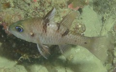 Pristicon trimaculatus
