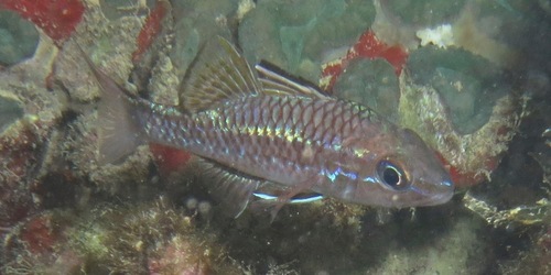 Bandfin Cardinalfish