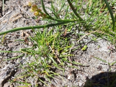 Isolepis basilaris