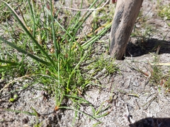 Isolepis basilaris