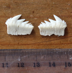 Notorynchus cepedianus