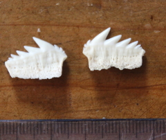 Notorynchus cepedianus