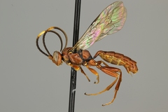 Homotherus