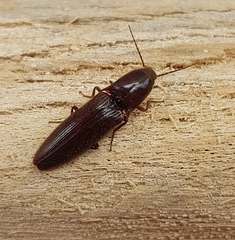 Agonischius