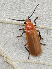 Macrosilis