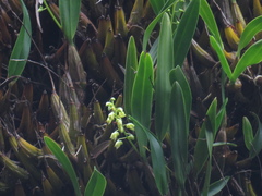 Dendrobium monophyllum