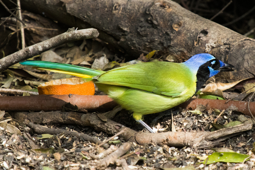 Green Jay
