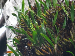 Dendrobium monophyllum