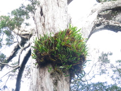 Dendrobium monophyllum