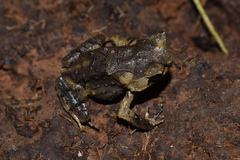 Pelobatrachus stejnegeri