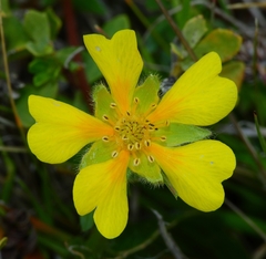 Potentilla hickmanii
