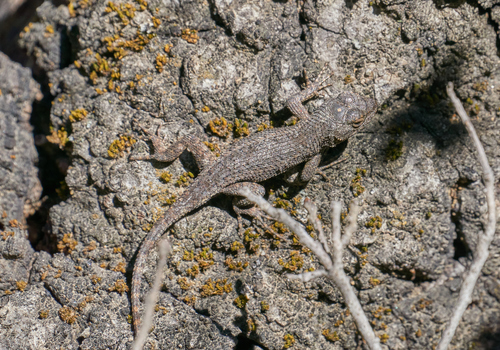 iNaturalist observation photo of Great Basin Fence Lizard