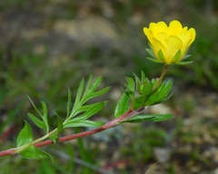 Potentilla hickmanii