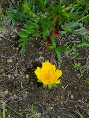 Potentilla hickmanii
