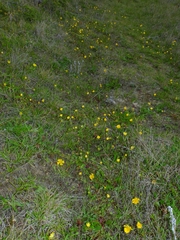 Potentilla hickmanii