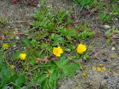 Potentilla hickmanii