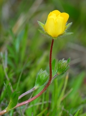 Potentilla hickmanii