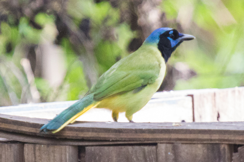 Green Jay