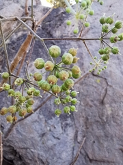 Aralia humilis