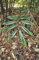 Zamia cunaria