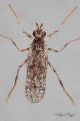 Boreothrinax maculipennis