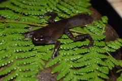 Leptobrachium